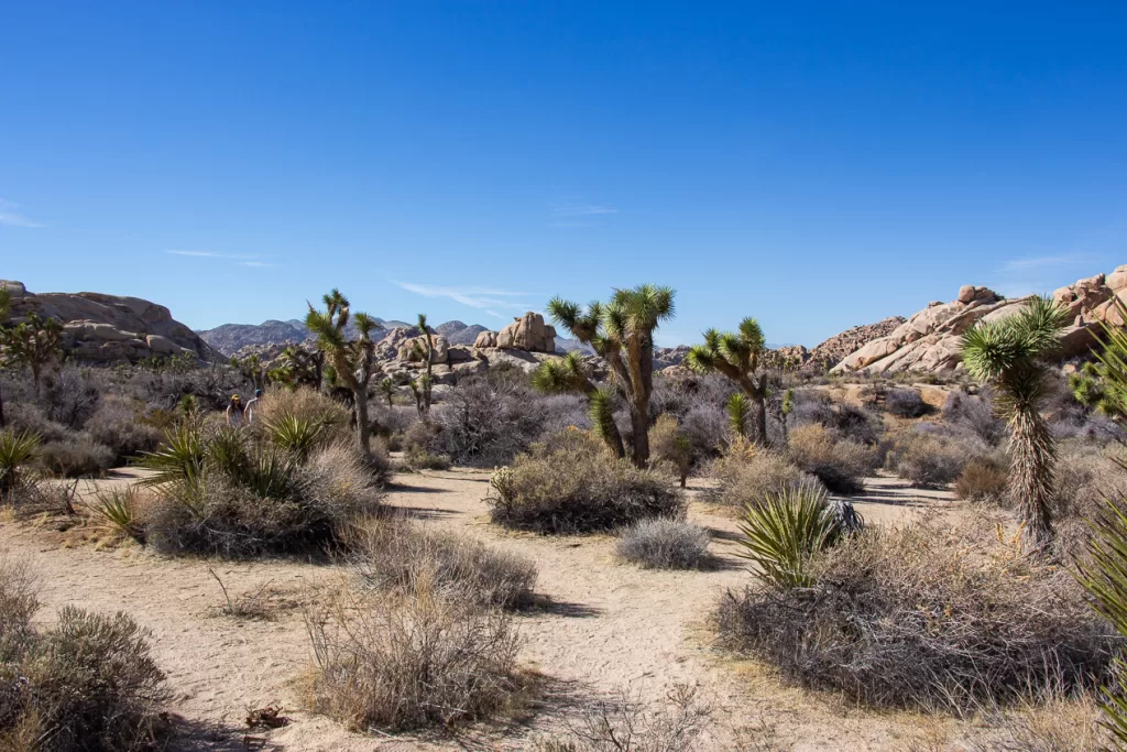 Joshua trees and large rocks scattering the landscape at Joshua Tree National Park.