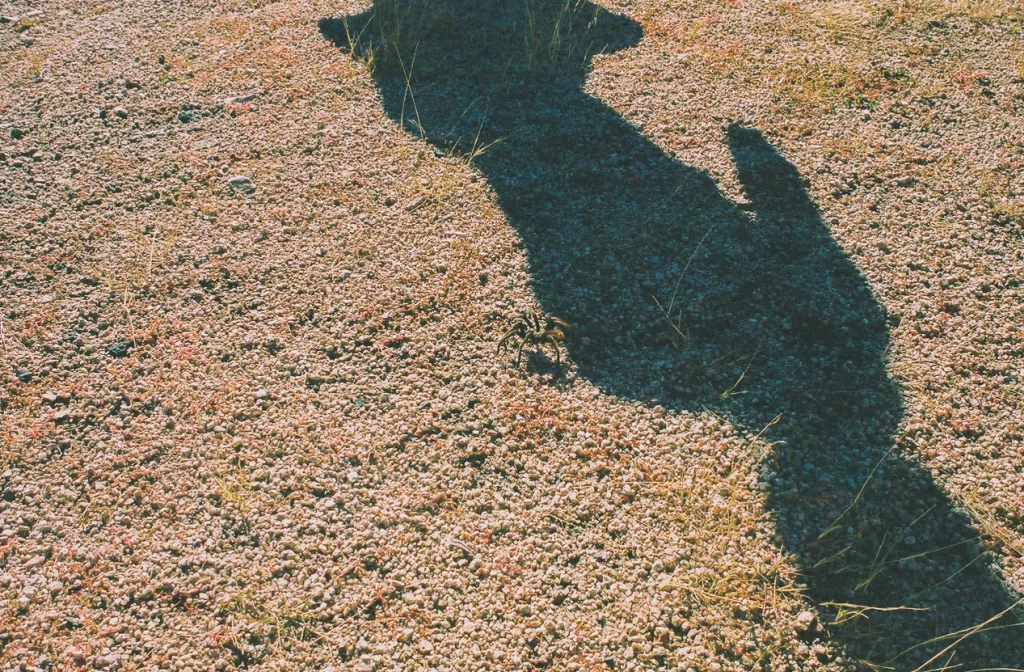 A tarantula walking along the desert floor in Joshua Tree.