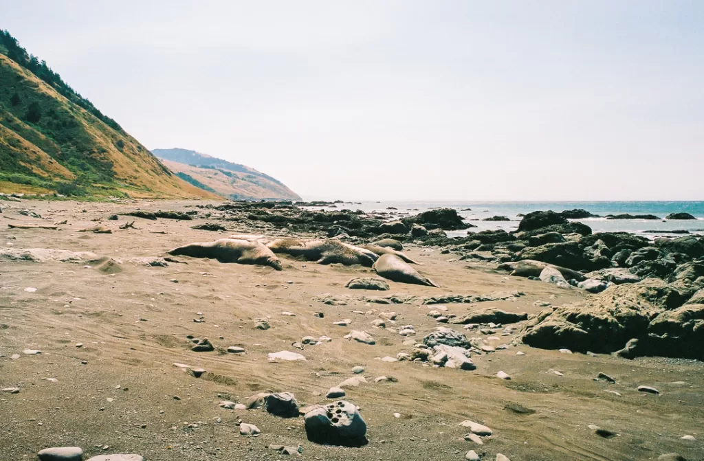 Elephant seals laying on the beach. 