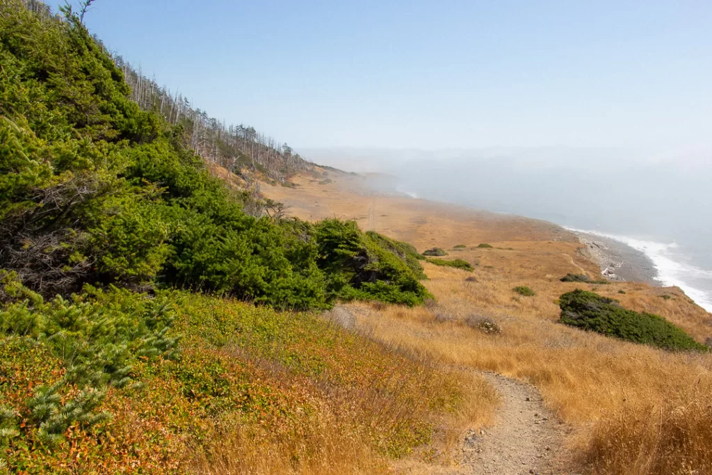 Poison Oak lining the Lost Coast Trail. 