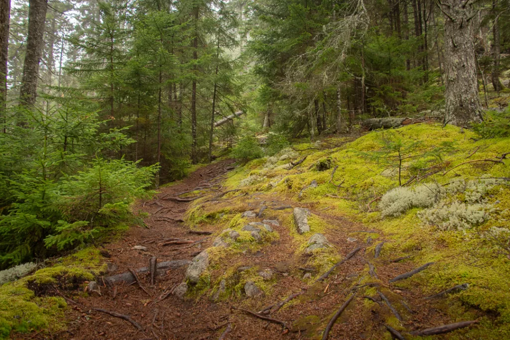 A trail in Acadia National Park's Schoodic Peninsula. 