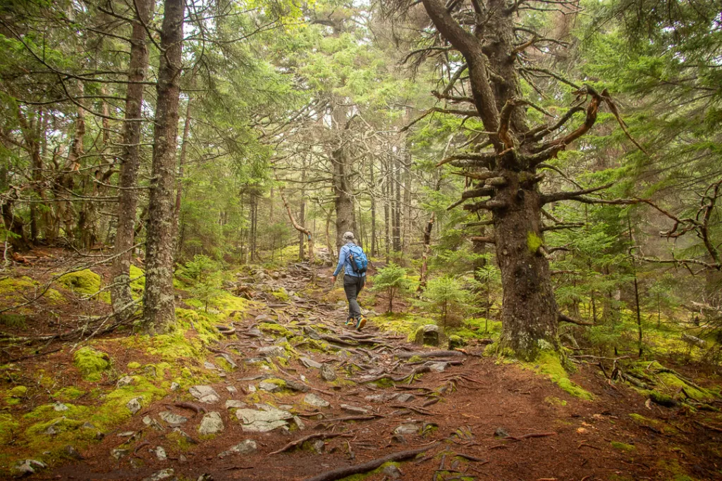 a hiker walking along a trail in a dense forest. 