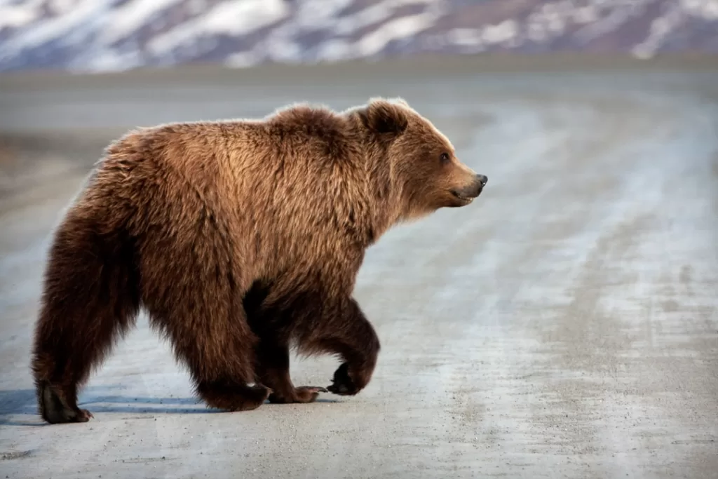 A brown bear walking on. a road in Alaska. 