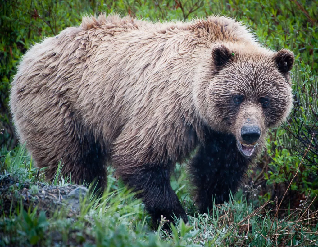 A bear walking menacingly toward the camera. 