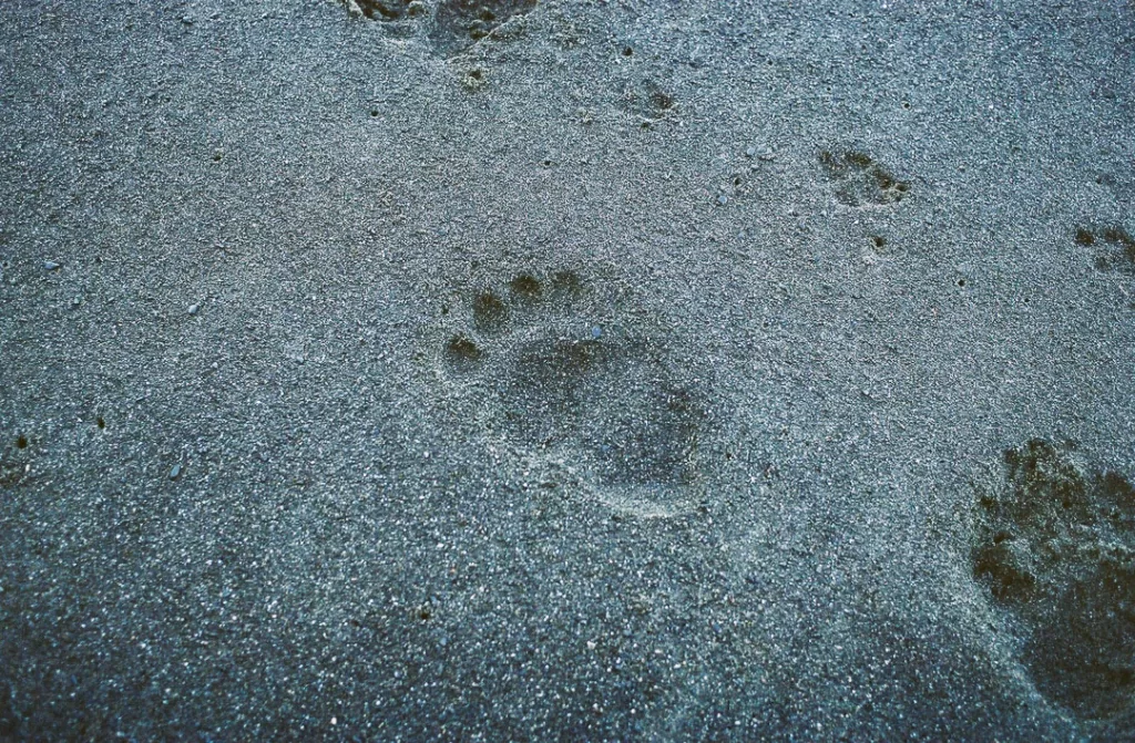 A bear paw print in the sand. 