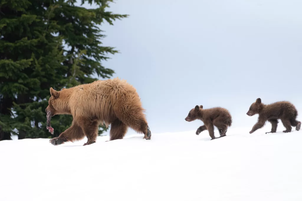 A mother brown bear and her cubs walking in the snow. 