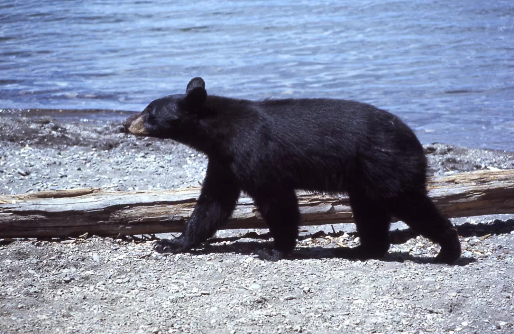 A black bear walking along the beach. 