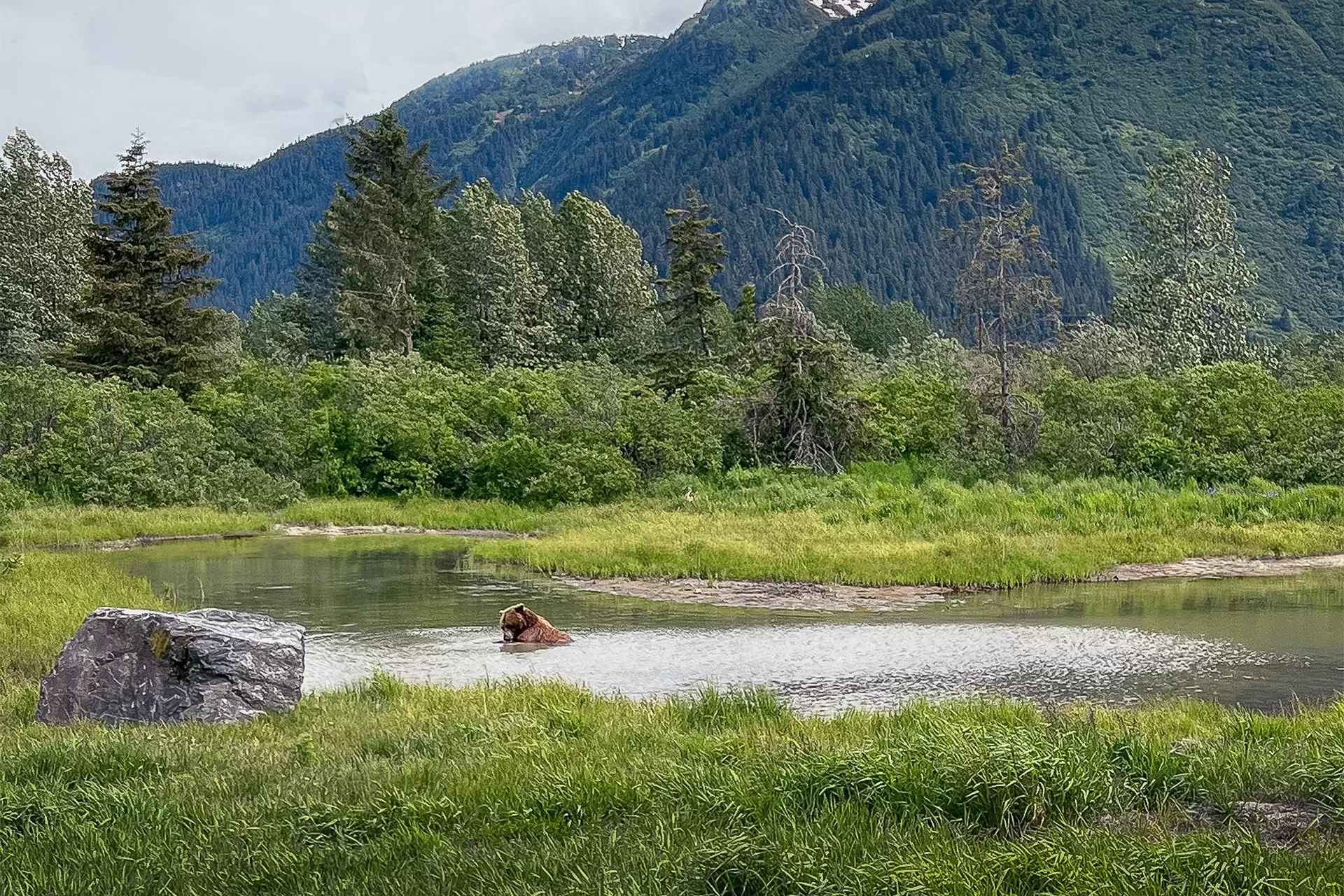 Bear Safety Rules To Remember When Exploring The Outdoors GoForth bear-safety-rules-to-remember-when-exploring-the-outdoors-goforth