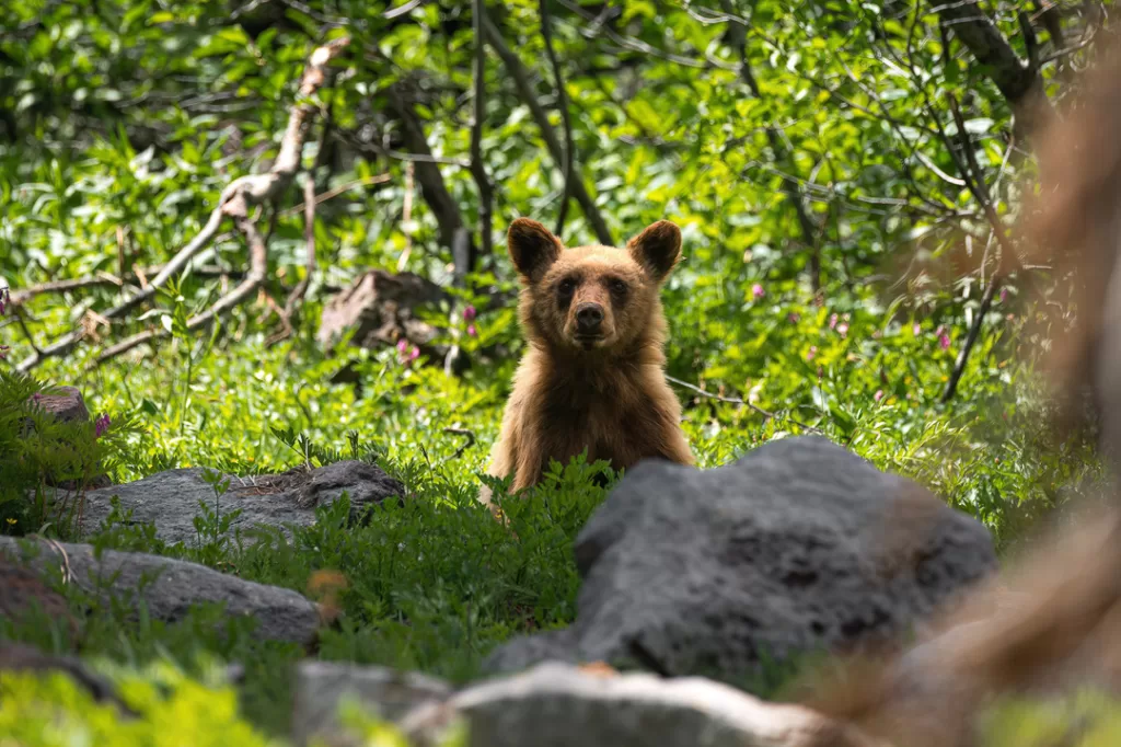 A black bear smiling at the camera. 