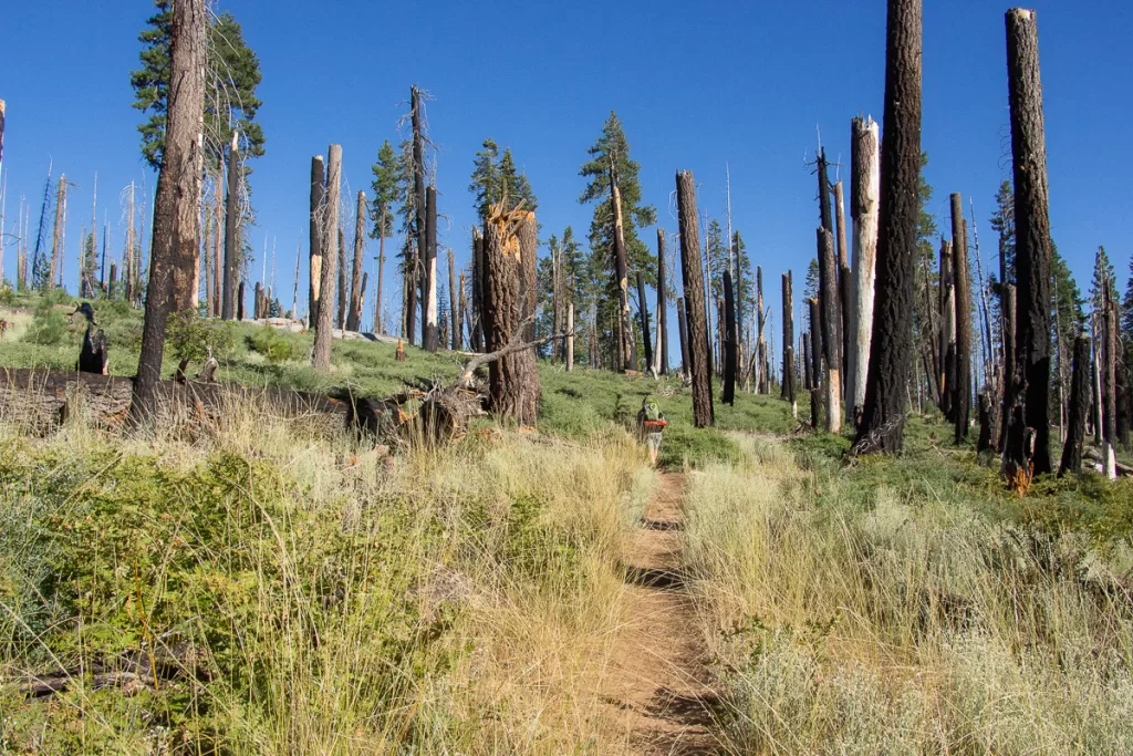 A hiker walking through the remnants of burned trees.