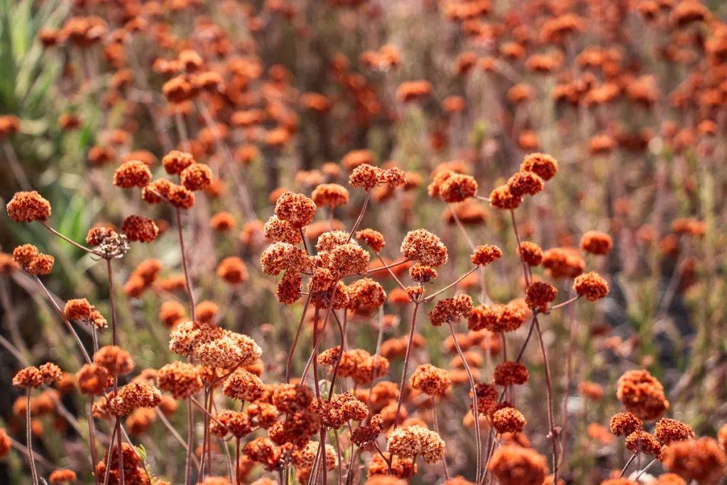 California Buckwheat in the fall, colored a rust red. 