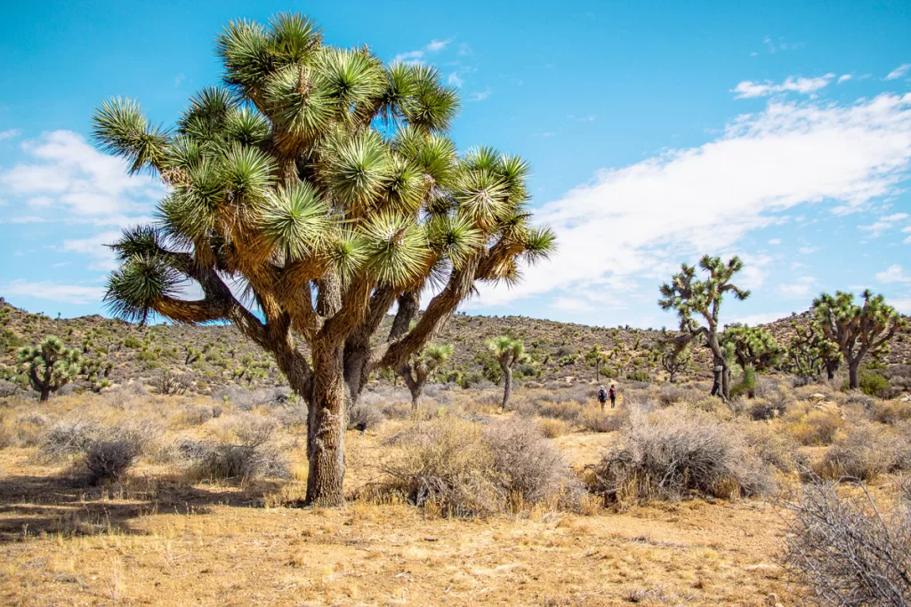 hikers and a Joshua Tree in Joshua Tree National Park, a great stop on a California national parks trip.