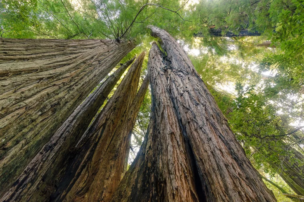 Redwood trees in Redwood National and State Parks, a beautiful stop on a California national parks trip.