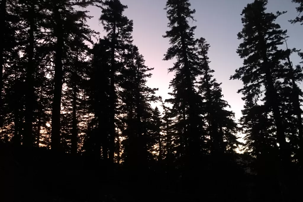 trees and the fading light in the Angeles National Forest. 